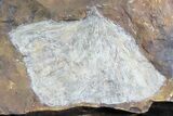 Multiple Fossil Ginkgo Leaf & Winged Walnut - North Dakota #29079-1